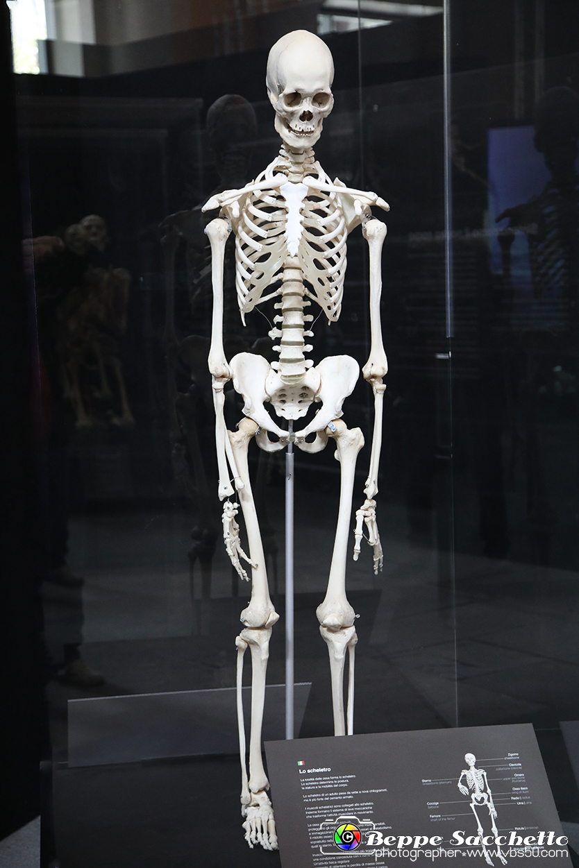 VBS_3112 - Scheletro - Mostra Body Worlds.jpg